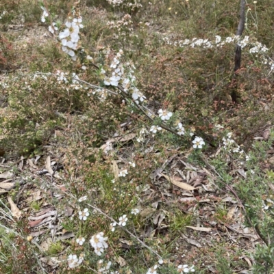 Leptospermum myrsinoides