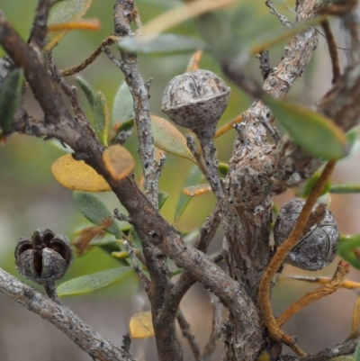 Leptospermum myrtifolium