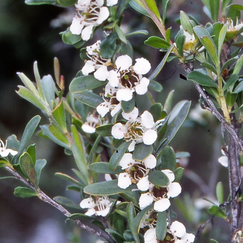 Leptospermum obovatum