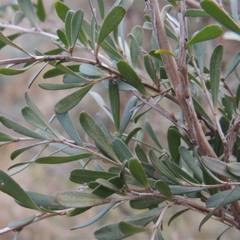 Leptospermum obovatum