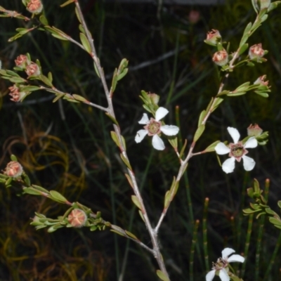 Leptospermum parvifolium