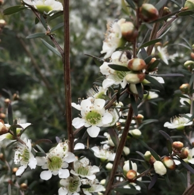 Leptospermum polygalifolium