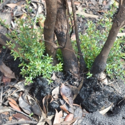 Leptospermum polygalifolium