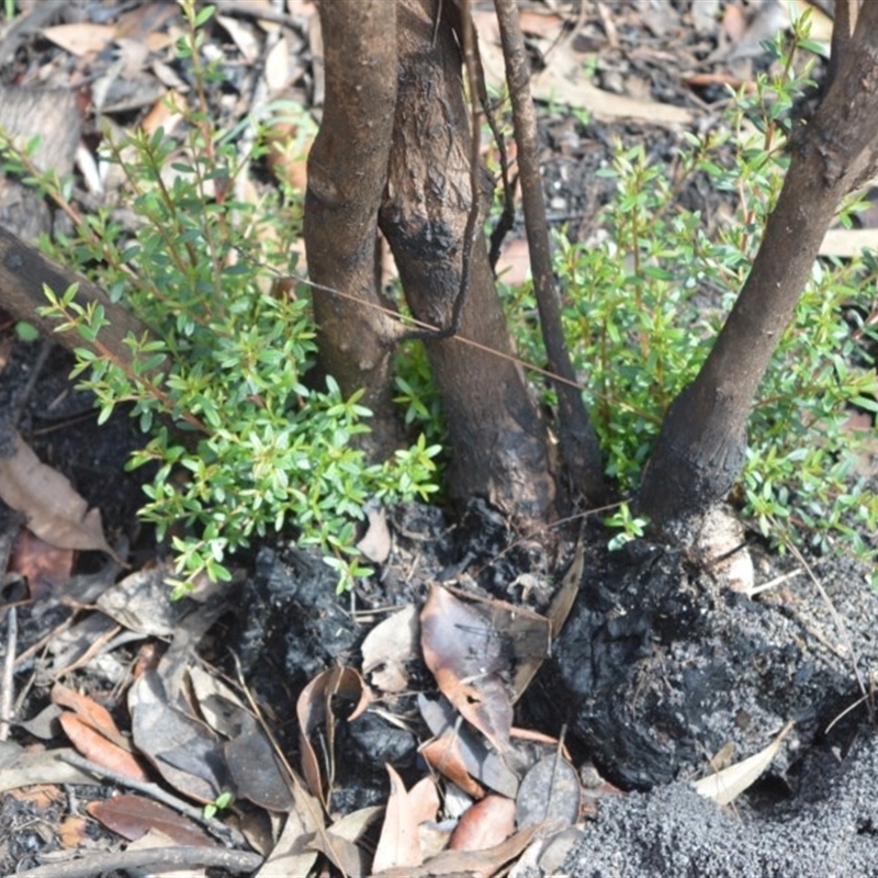 Leptospermum polygalifolium