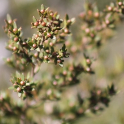 Leptospermum polygalifolium subsp. polygalifolium