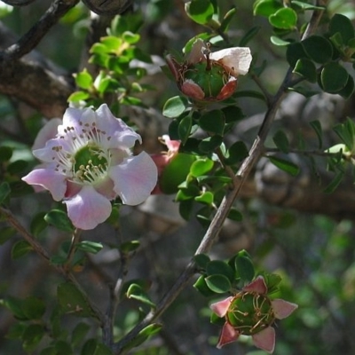 Leptospermum rotundifolium