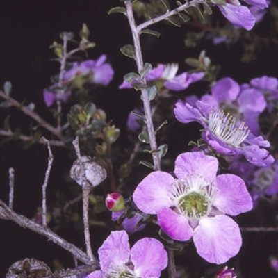 Leptospermum rotundifolium