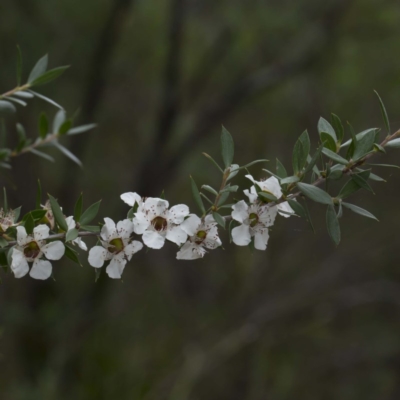 Leptospermum scoparium