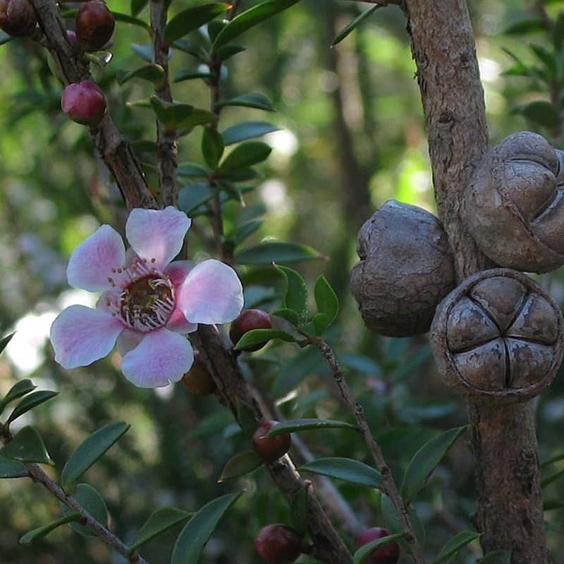 Leptospermum squarrosum