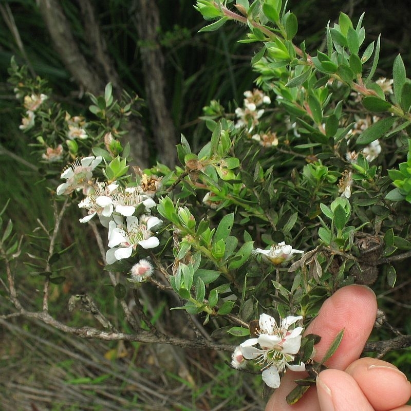 Leptospermum thompsonii