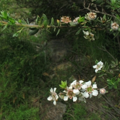 Leptospermum thompsonii