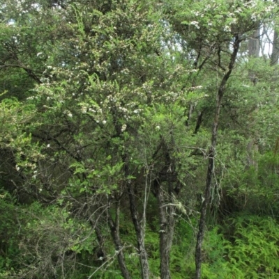 Leptospermum thompsonii