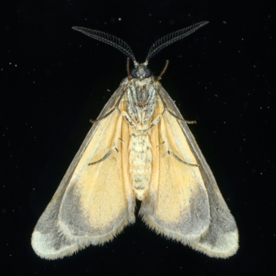 Anestia semiochrea