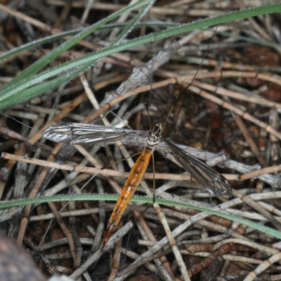 Leptotarsus (Habromastix) sp. (sub-genus)