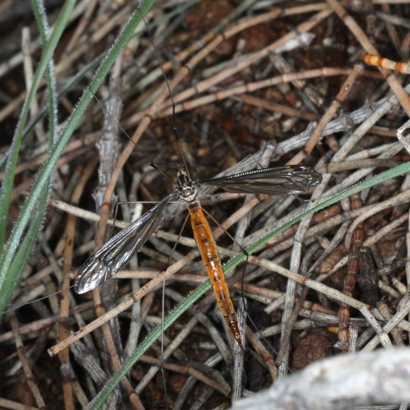 Leptotarsus (Habromastix) sp. (sub-genus)