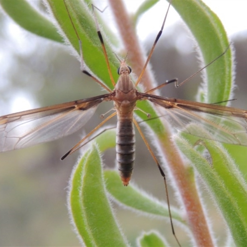 Leptotarsus (Leptotarsus) sp.(genus)