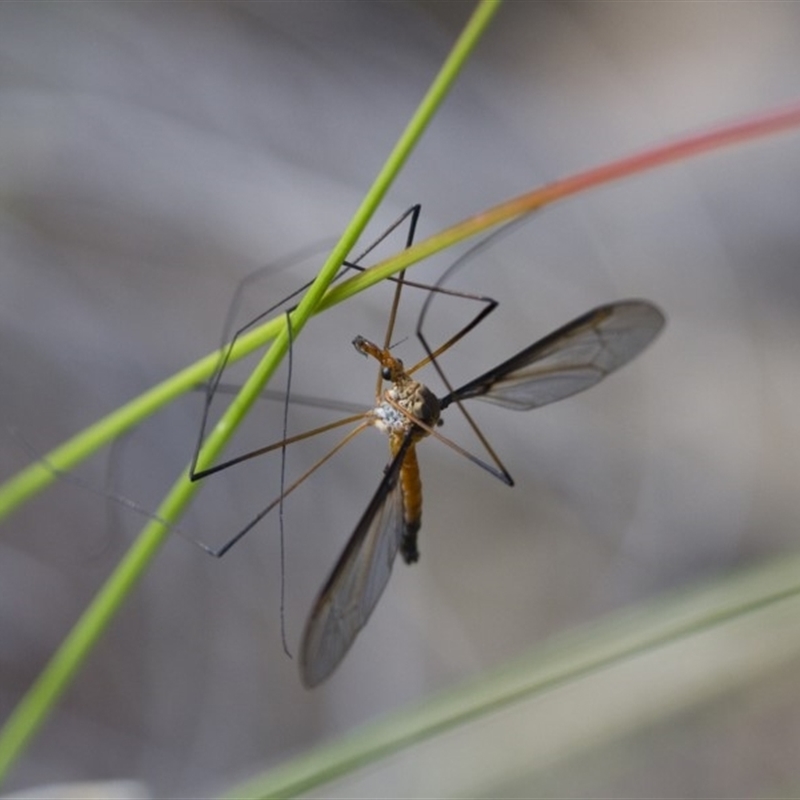 Leptotarsus (Leptotarsus) sp.(genus)