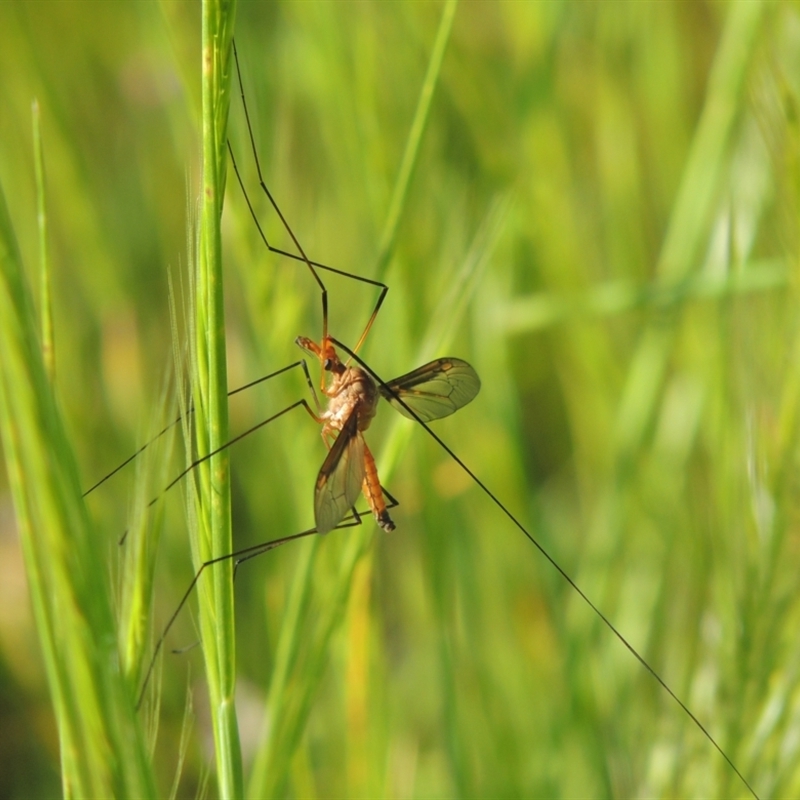 Leptotarsus (Macromastix) costalis