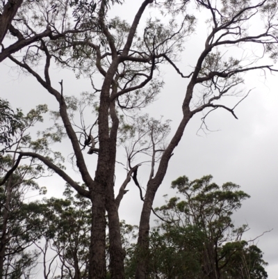 Angophora bakeri