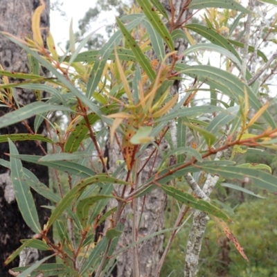 Angophora bakeri