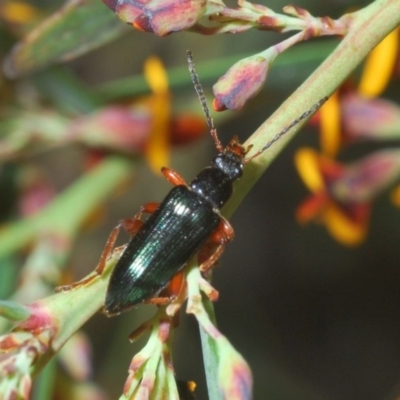 Lepturidea punctulaticollis