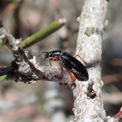 Lepturidea sp. (genus)