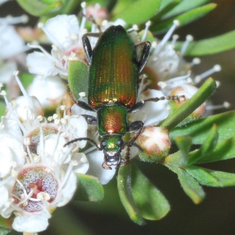 Lepturidea viridis