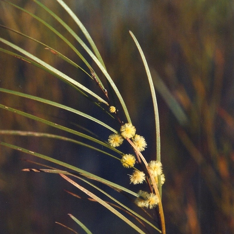 Acacia elongata