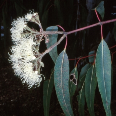 Angophora costata