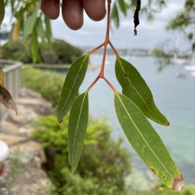 Angophora costata