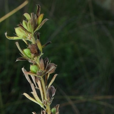 Lespedeza juncea subsp. sericea