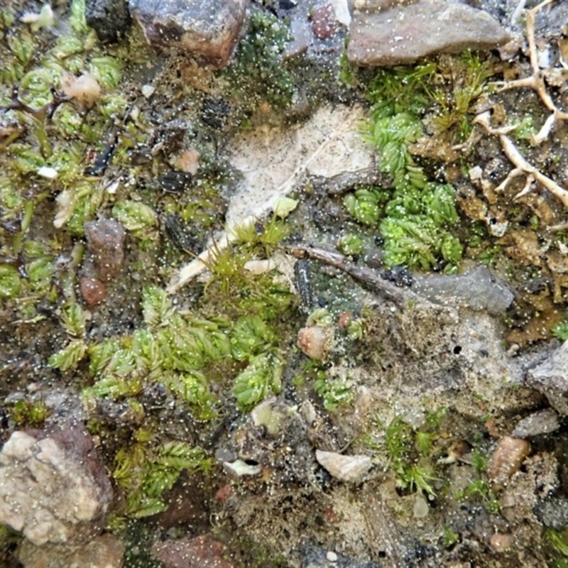 Lethocolea pansa