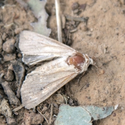 Leucania (genus)