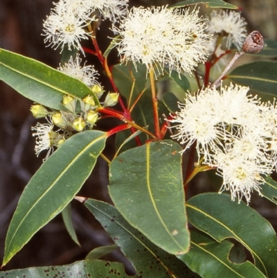 Angophora floribunda