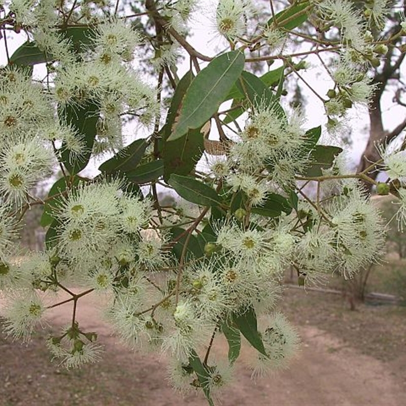 Angophora floribunda