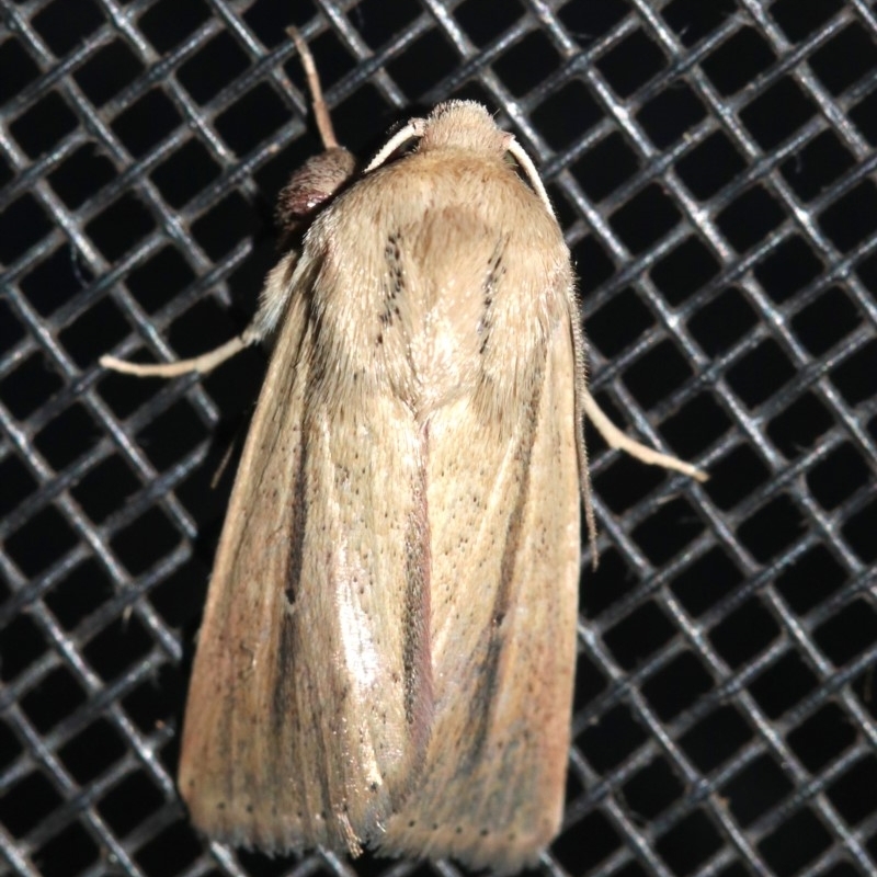 Leucania diatrecta