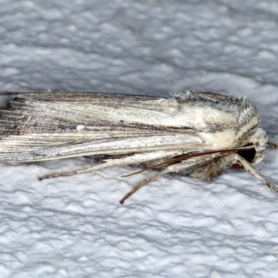 Leucania stenographa