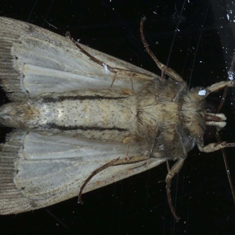 Leucania stenographa