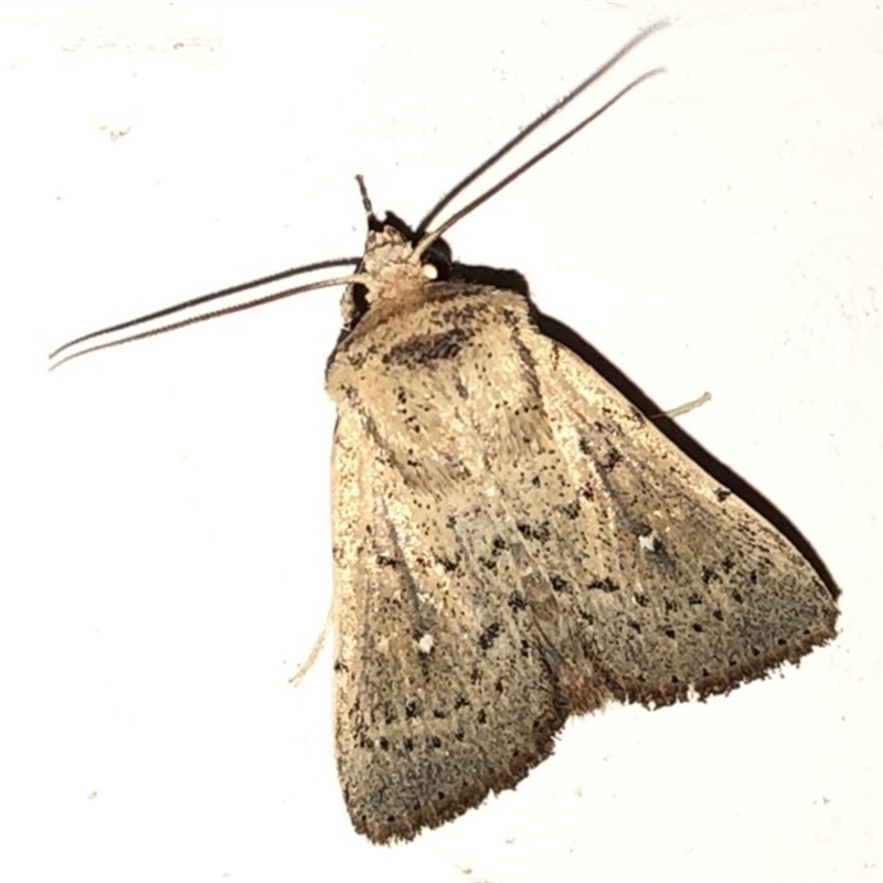 Male