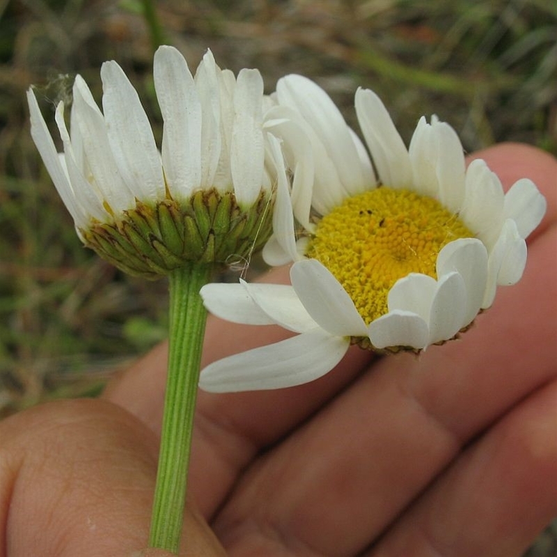 Leucanthemum vulgare