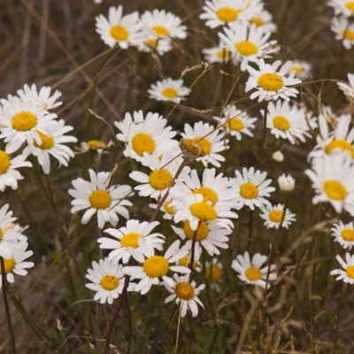 Leucanthemum vulgare