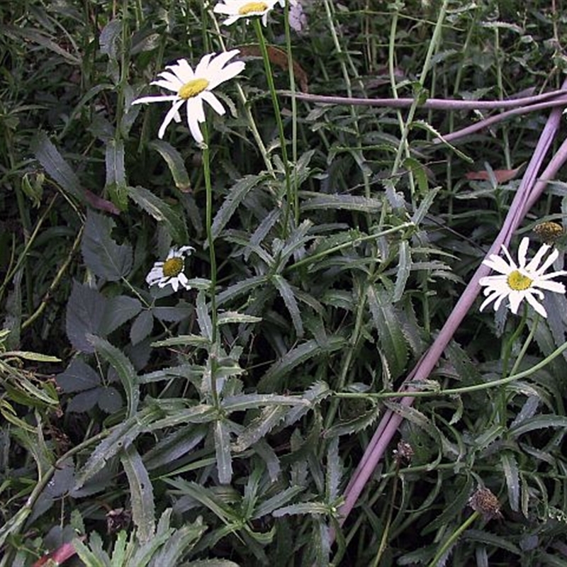 Leucanthemum x superbum