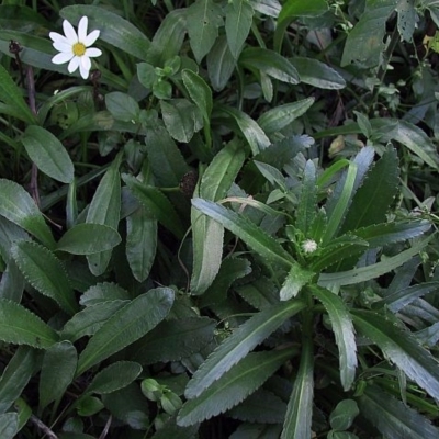 Leucanthemum x superbum