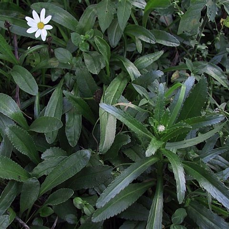 Leucanthemum x superbum