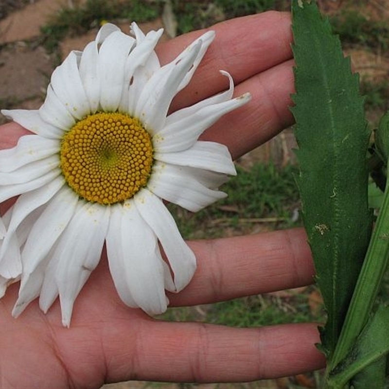 Leucanthemum x superbum