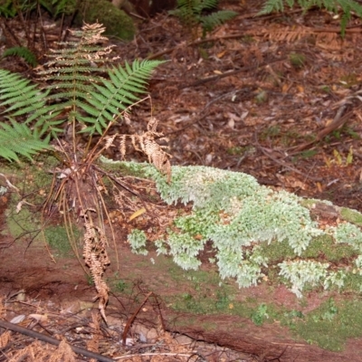 Leucobryum candidum