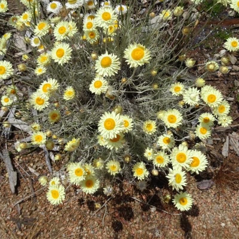 Leucochrysum albicans