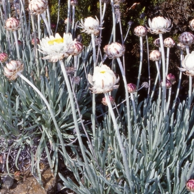 Leucochrysum alpinum