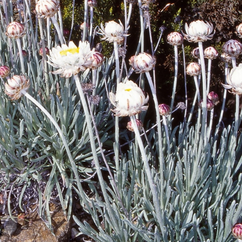 Leucochrysum alpinum