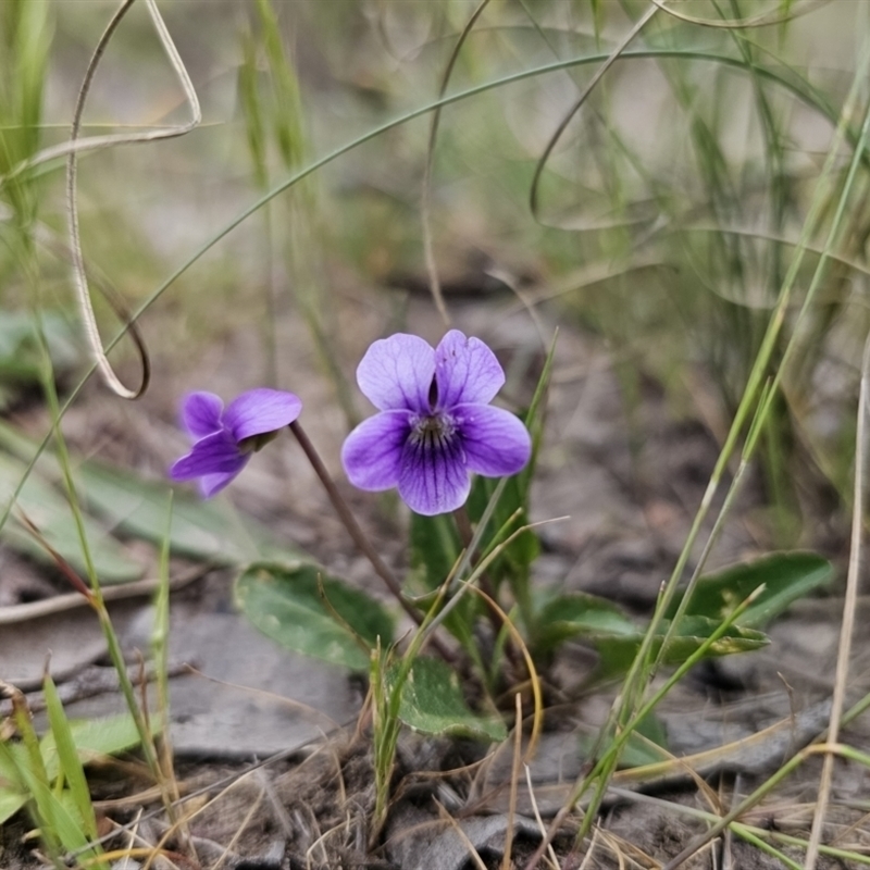 Anguilla australis